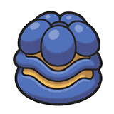 リュガのみ